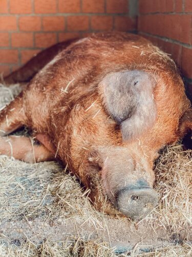Stautenhof in Willich –  Tiere des Biobauernhofs